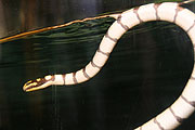 extrem giftig: die Seeschlangen  Laticauda colubrina im Paludarium (Foto: Martin Schmitz)